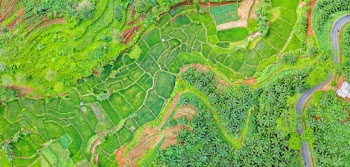 Aerial Photography of Plants and Trees