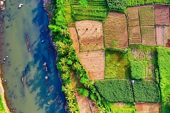 Aerial Photography of Plants Beside Body of Water