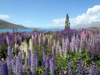 aerial photography of purple flower field