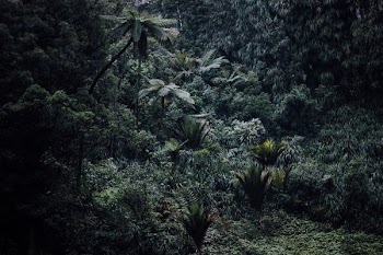 aerial photography of rainforest