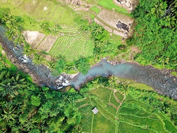 Aerial Photography of Rice Field