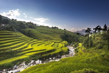 Aerial Photography of Rice Field