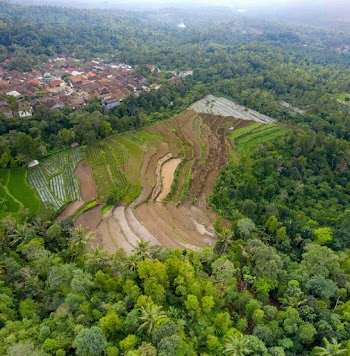 Aerial Photography Of Rice Plantation