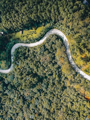 Aerial Photography of Road and Tree Field
