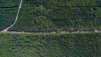 aerial photography of road between green trees