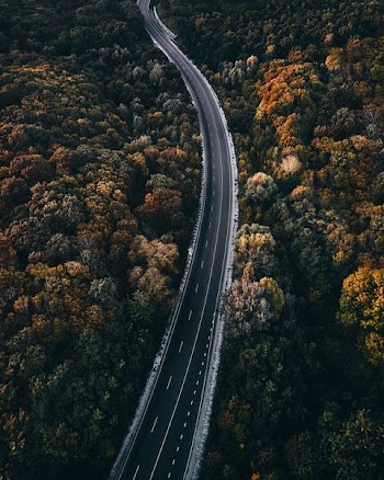 aerial photography of road between trees