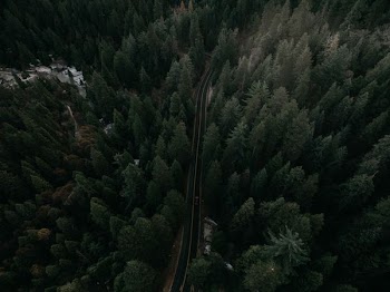 aerial photography of road on forest