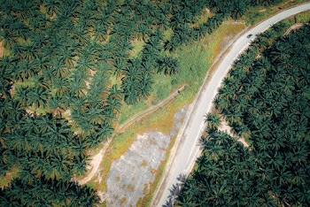 Aerial Photography of Road Surrounded by Trees