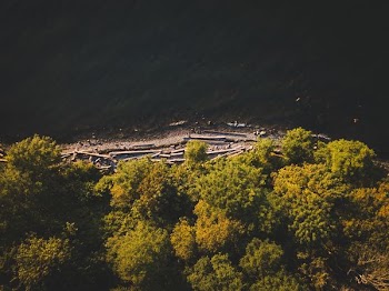 aerial photography of seashore surrounded with trees