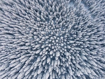 Aerial Photography of Snow-covered Trees