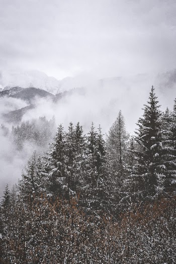 Aerial Photography of Snow-covered Trees in the Mountains