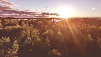 aerial photography of sunlight pass through tall trees