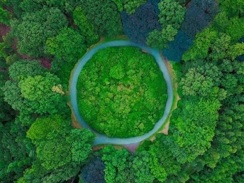 aerial photography of tall green trees at daytime