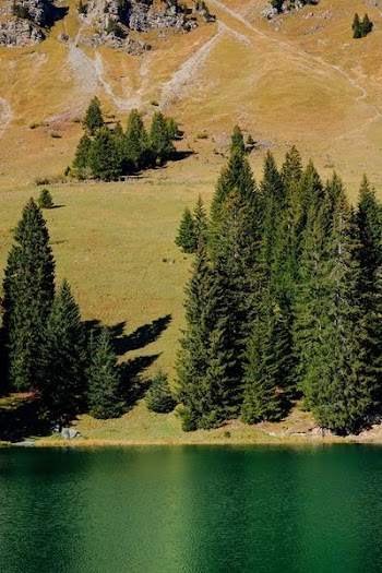 aerial photography of tall pine trees near body of water under sunny day