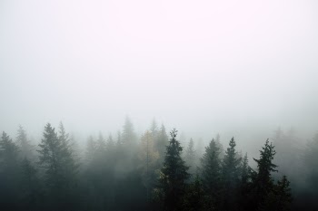 Aerial Photography of Tree Surrounded With Fogs