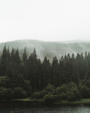 Aerial Photography of Trees