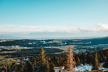 Aerial Photography of Trees