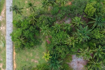 Aerial Photography of Trees