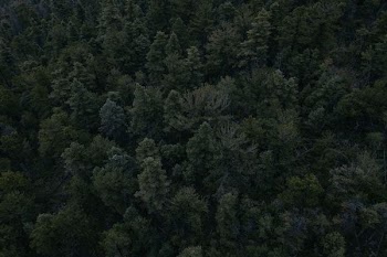 aerial photography of trees