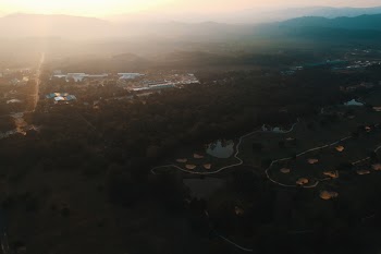 Aerial Photography of Trees