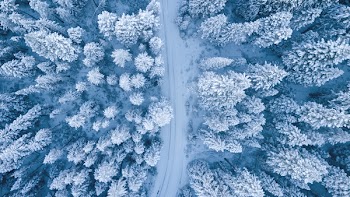 Aerial Photography of Trees