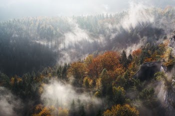 aerial photography of trees