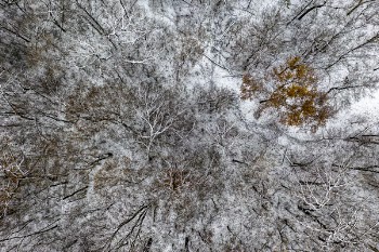 Aerial Photography Of Trees