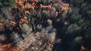 aerial photography of trees