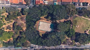 Aerial Photography of Trees
