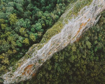 Aerial Photography Of Trees
