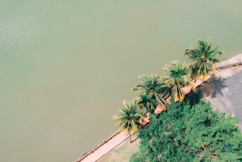 Aerial Photography of Trees and Calm Body of Water