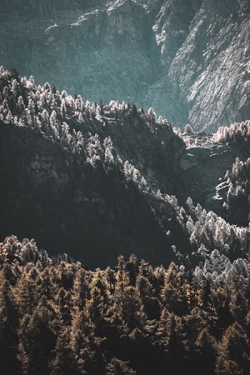 aerial photography of trees and mountian