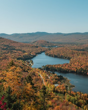 Aerial Photography of Trees Beside River