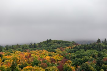 Aerial Photography of Trees during Foggy Daytime