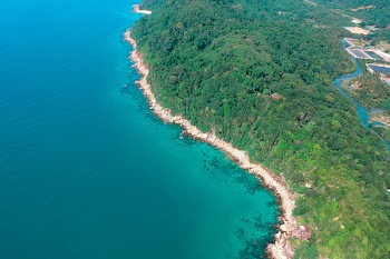 Aerial Photography of Trees Near Body of Water