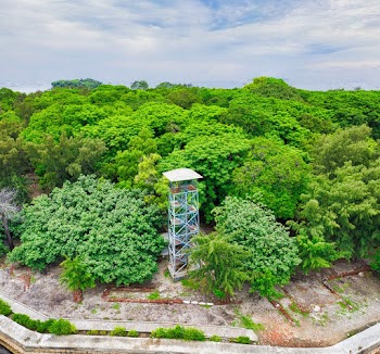 Aerial Photography of Watchtower Near Trees
