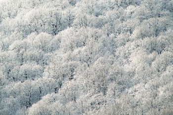 aerial photography of white leafed trees