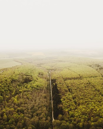 Aerial Scenery of Green Trees