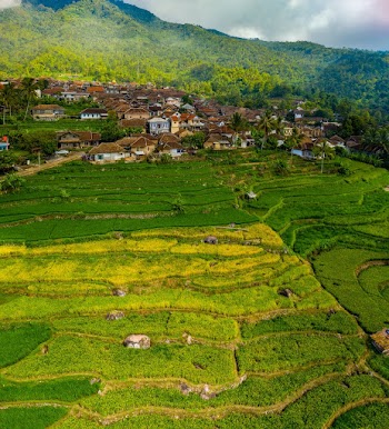 Aerial Shot Of Cropland