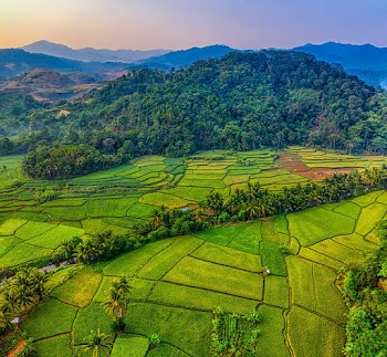 Aerial Shot Of Cropland