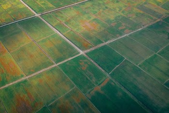 Aerial Shot Of Cropland