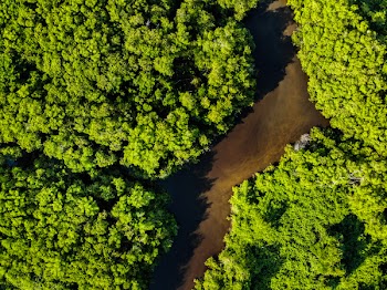 Aerial Shot Of Forest