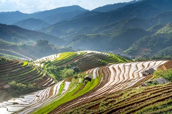 Aerial Shot of Rice Paddies in Mountains