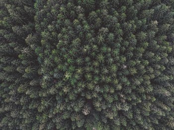 Aerial Shot Of Trees