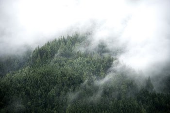 aerial shot of trees