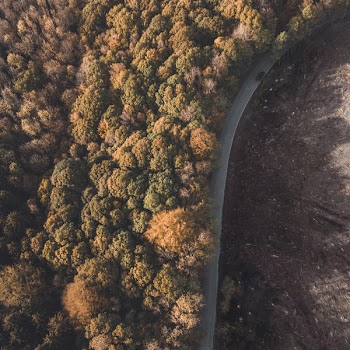 Aerial Shot Of Trees