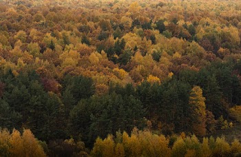Aerial View of a Forest