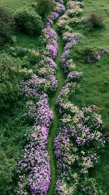 Aerial View of a Winding Grass Path with Pastel Wildflowers