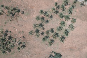 Aerial View of Coconut Trees at Rural Area