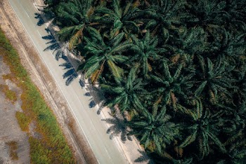 Aerial View of Coconut Trees Near the Road